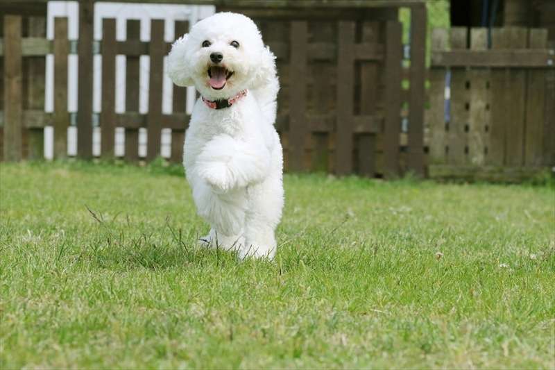 国際アニマルコミュニケーションスクール